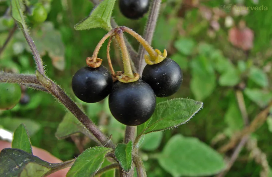 Exploring the Enigmatic Solanum Nigrum: A Dive into Nature's Pharmacy