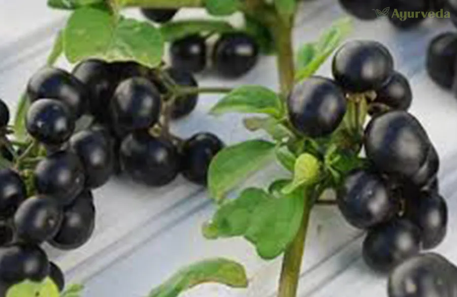 Exploring the Herbal Wonder: Makoy (Solanum nigrum)